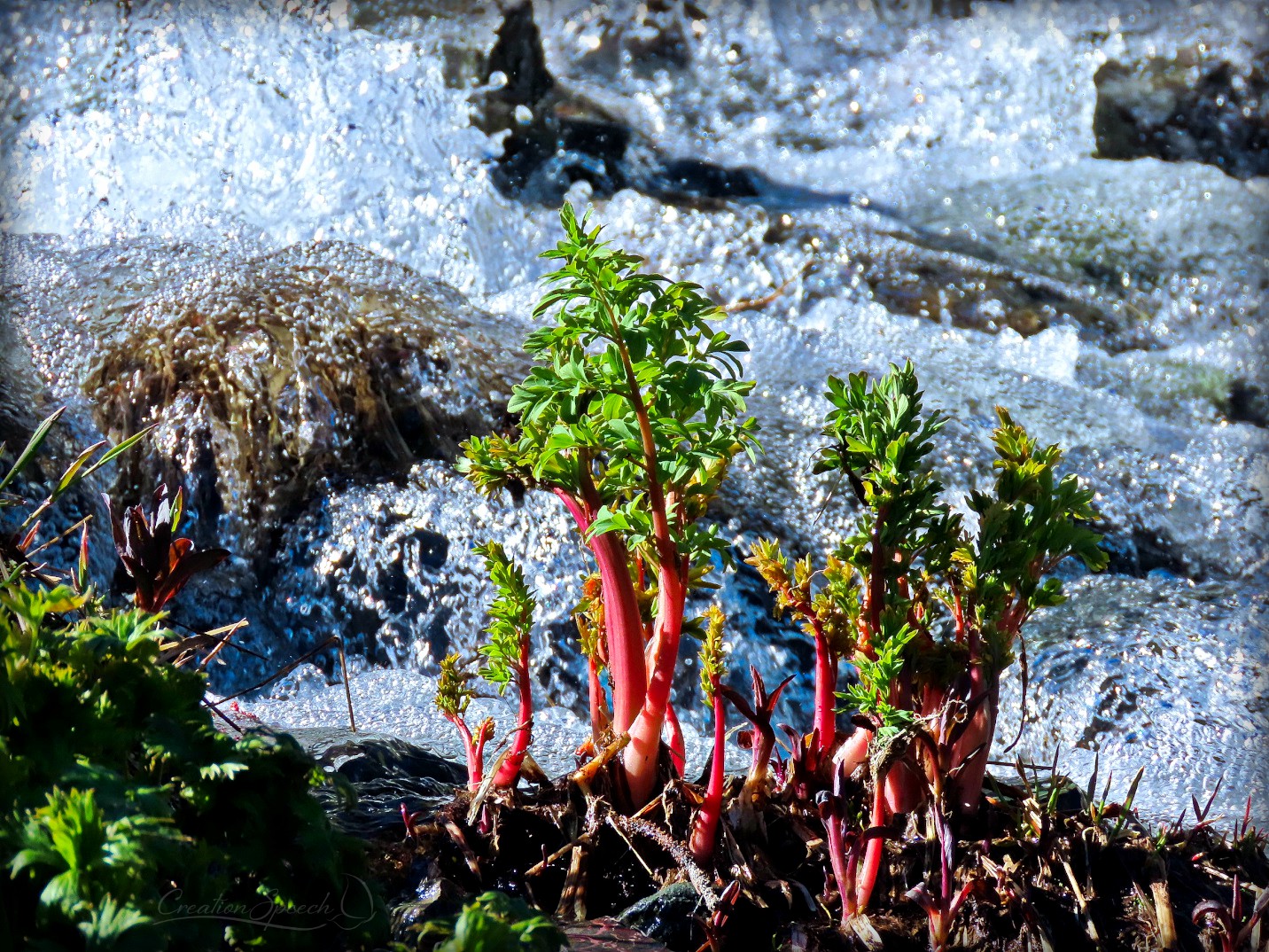 Wildflowers by stream remind us of God's abundant steadfast love