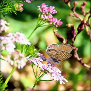 Marine Blue butterflies and light colored bands on underwings