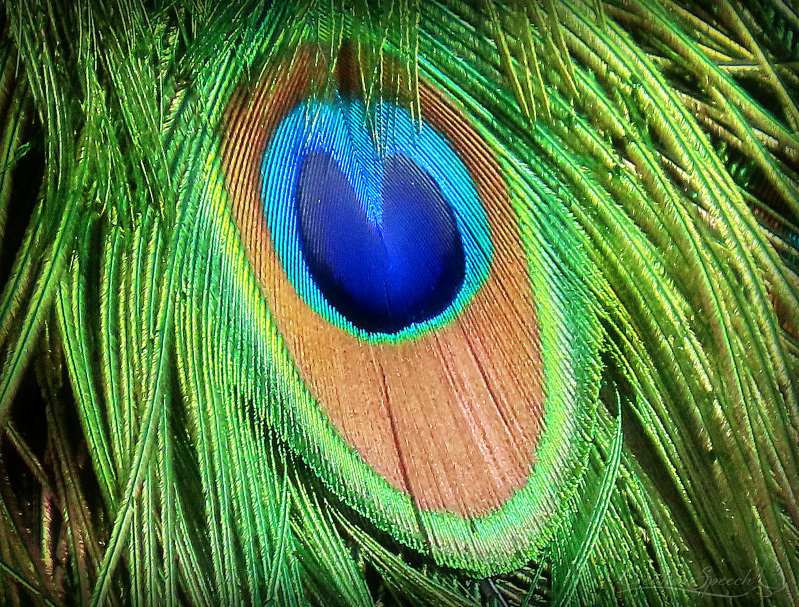 Close-up of an eye of a peacock train, Denver Zoo, 3-18-19