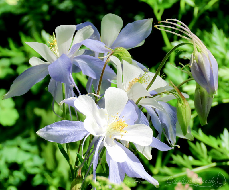 Blue Columbine wildflowers on Woodland Trail, Crested Butte, CO