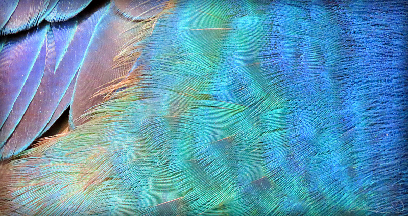 Close-up of Peacocks blue feathers reveal amazing beauty