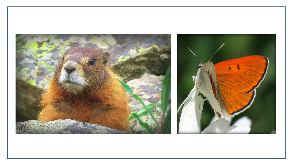 Yellow-Bellied Marmot and Ruddy Copper live in ordained habitats