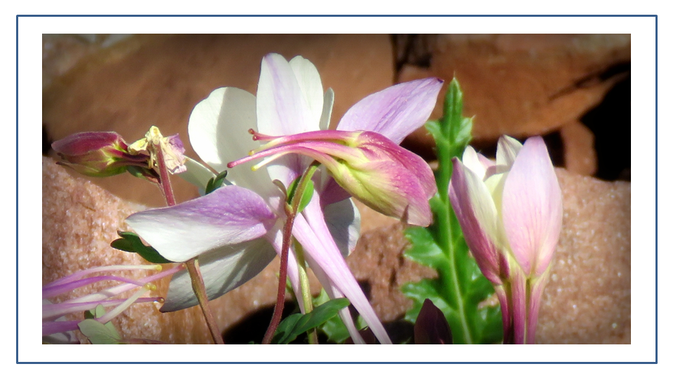 Unopened Columbine Blossom looks like a heart