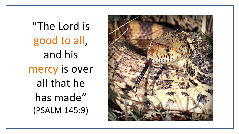 The Lord is good to all even a bull snake