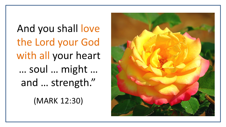 Brilliant yellow and pink rose illustrates verse to love the Lord your God with all, mark 12