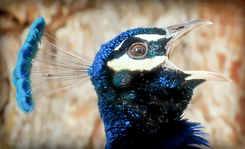 Peacock calls out loudly with mouth wide open, Denver Zoo, Colorado 3-18-19