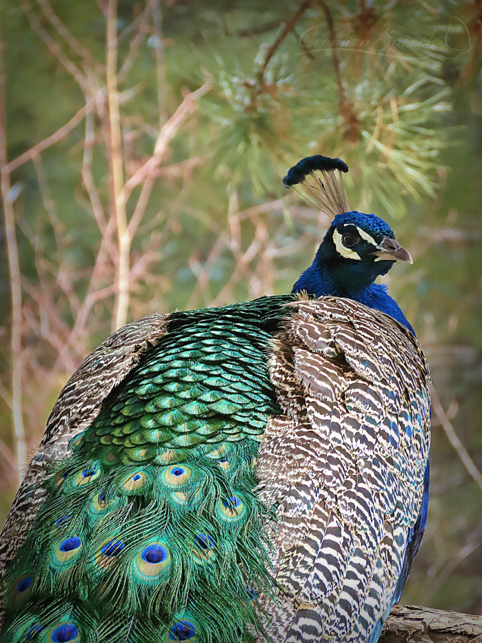 Peacock reveals that God is great