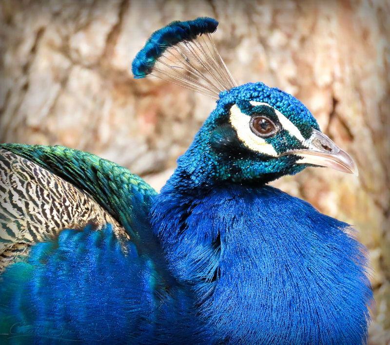 Peacock head including crest is elegant, iridescent blue