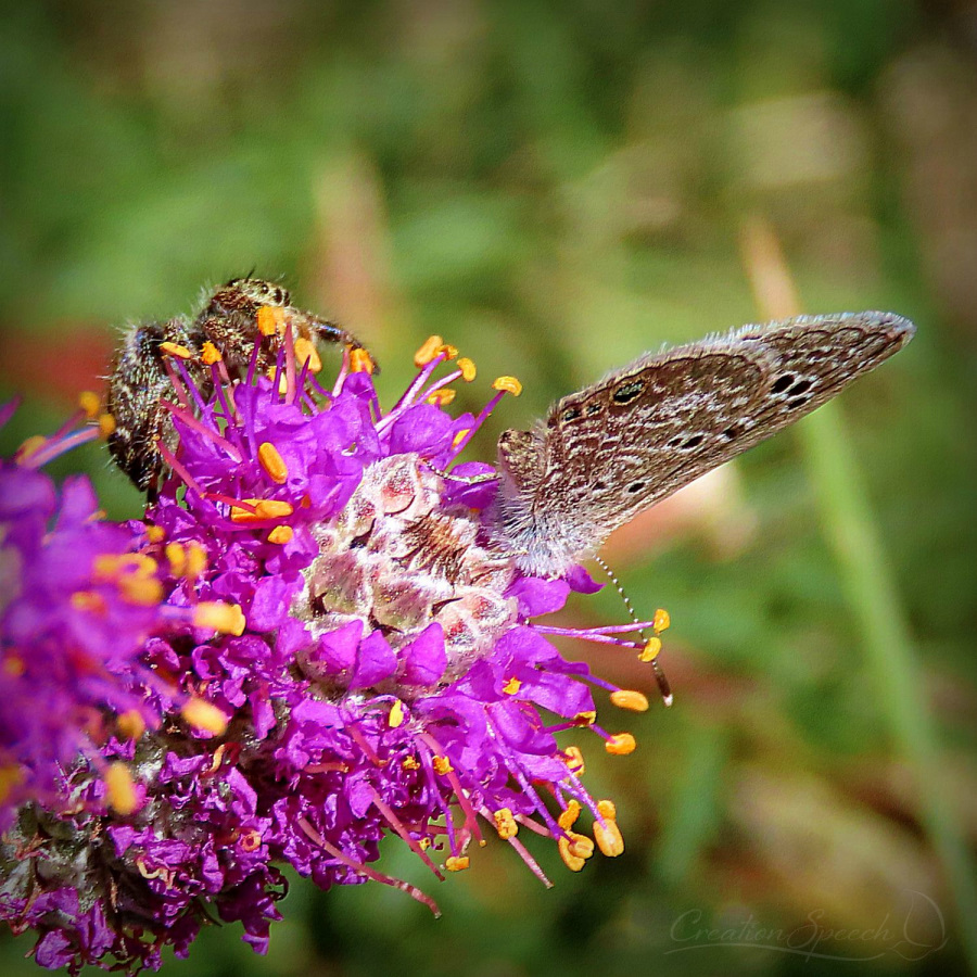 Butterfly in danger of spider's attack