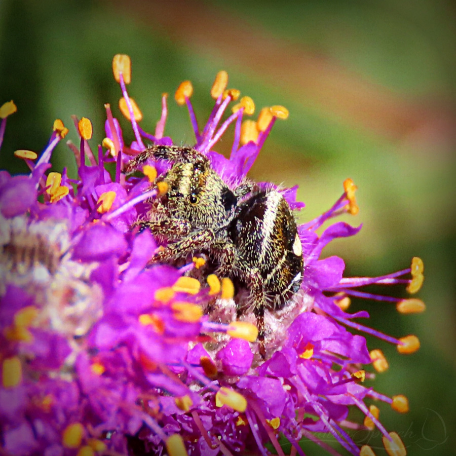 Butterfly leaves spider alone on Prairie clover flower