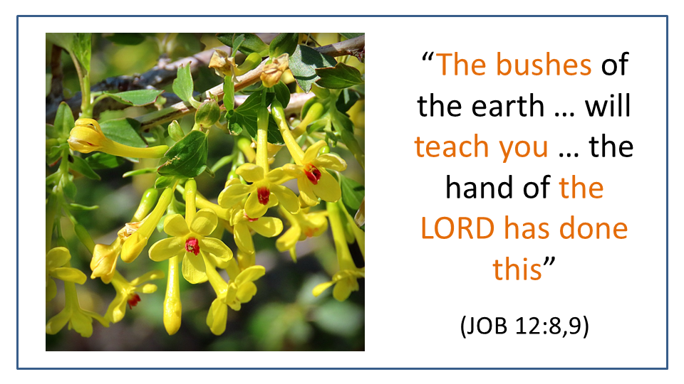 bushes like golden currant bush will teach you the hand of the LORD has done this