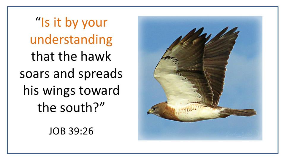 Swainson's hawk flying according to God's understanding