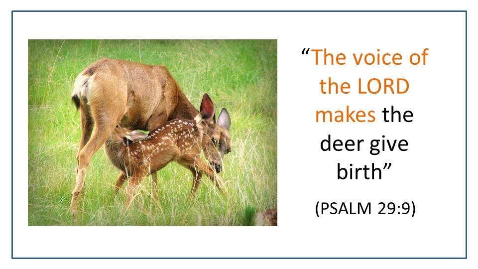 Mule deer doe letter fawn get her milk as caused by the voice of the LORD