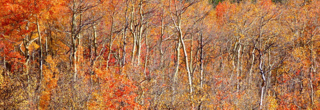 Trees clap in a scene of splendor