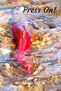 Salmon swimming through the shallow stream exemplifies how to press on