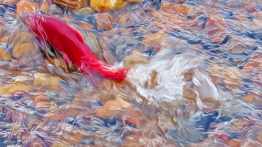 Salmon press on through rapids